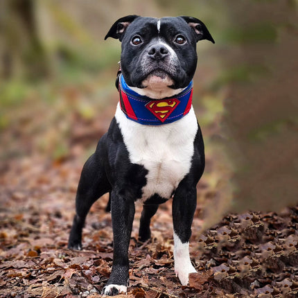 Superdog Collar-3
