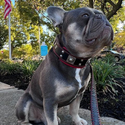 The "Eros" collar 2 inch wide-2