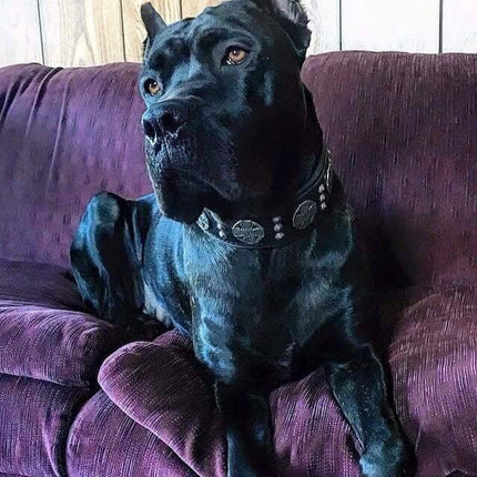 The "Maximus" collar 2.5 inch wide black & silver-2