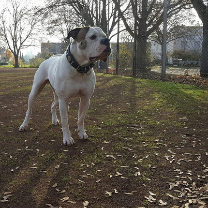 The "Maximus" collar 2.5 inch wide black & silver-3