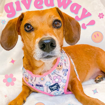 ADJUSTABLE HARNESS - SMILE EVERYDAY-1