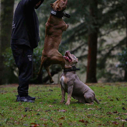 BESTIA DOG SPORT HANDLE COLLAR-4