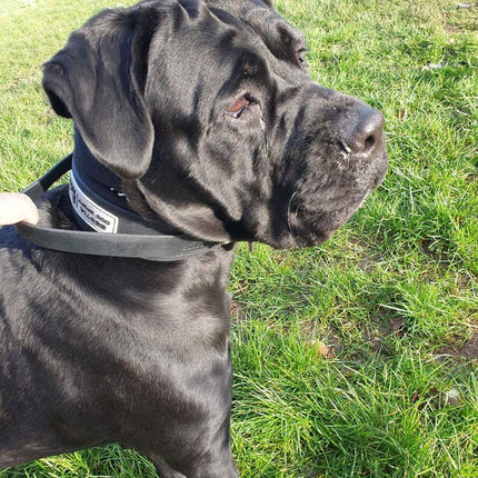 BESTIA DOG SPORT HANDLE COLLAR-3