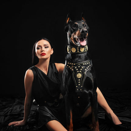 The "Maximus" harness V2-1