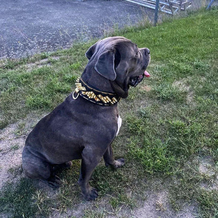 The ''Midas'' Collar Gold-4