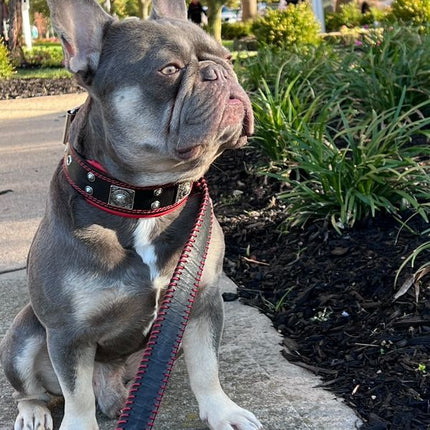 The "Eros" collar 2 inch wide-3